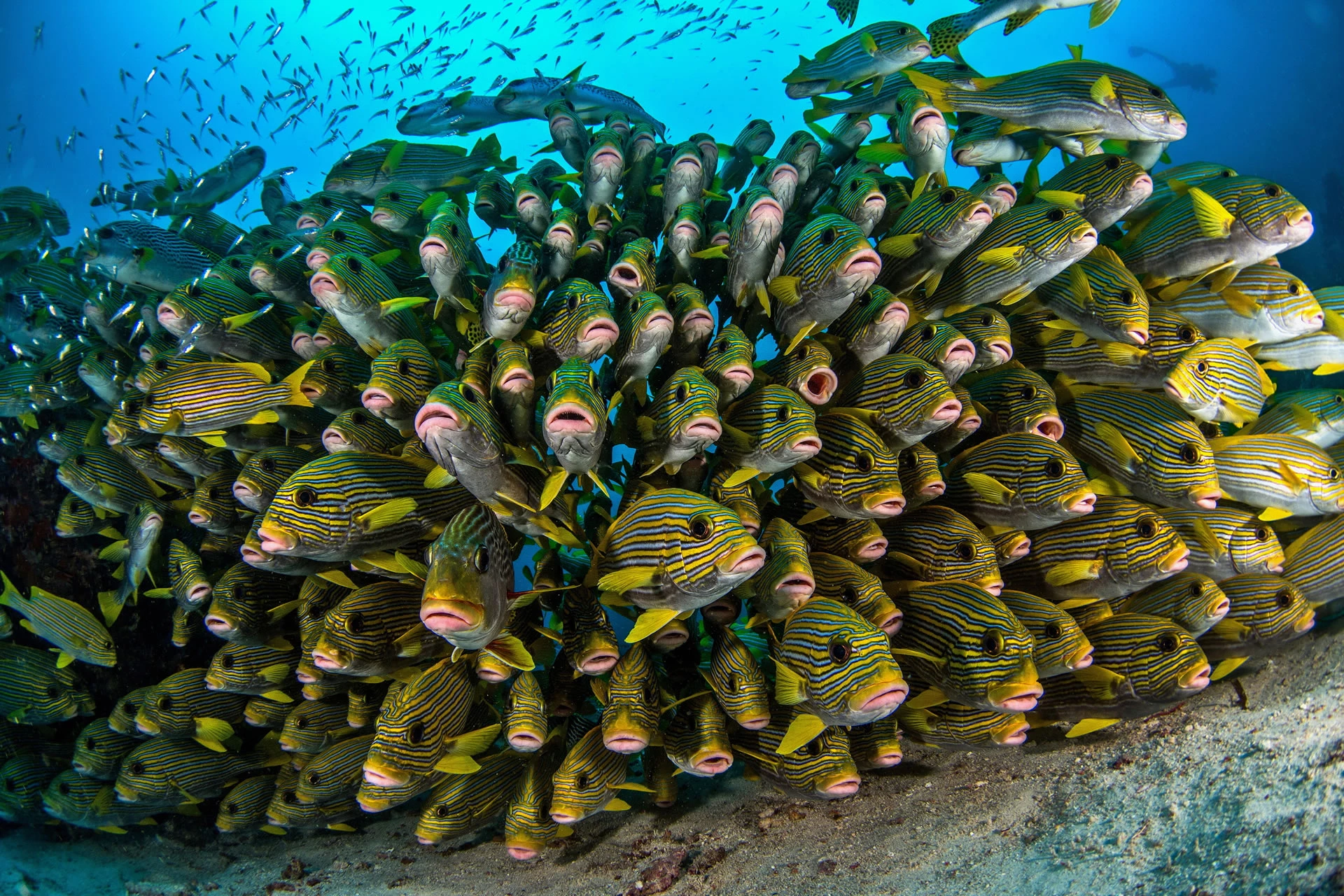 Ribboned Sweetlips Raja Ampat (Indonesia)(Copyright Shutterstock 384104401)