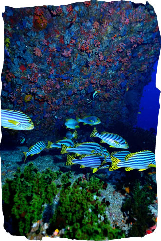 Diving Maldives