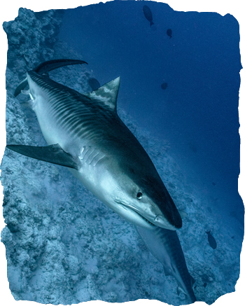 Tiger Shark, Maldives (Copyrigth shutterstock_1625602333)