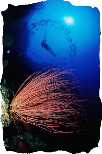 Diving Palau
