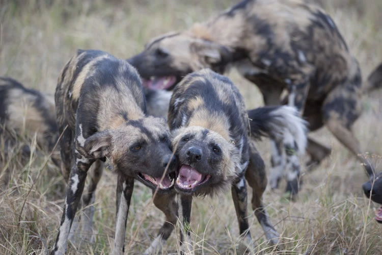 Wild Dogs, Selinda, Botswana (Copyright Thor Vaz De Leon)