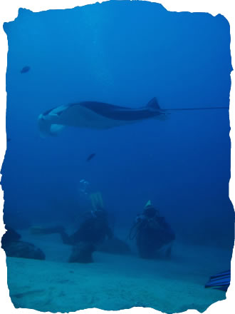 Diving Yap, Micronesia
