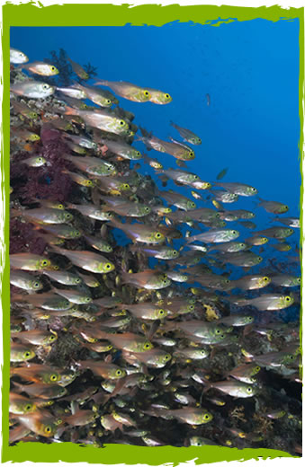 Taveuni, Fiji